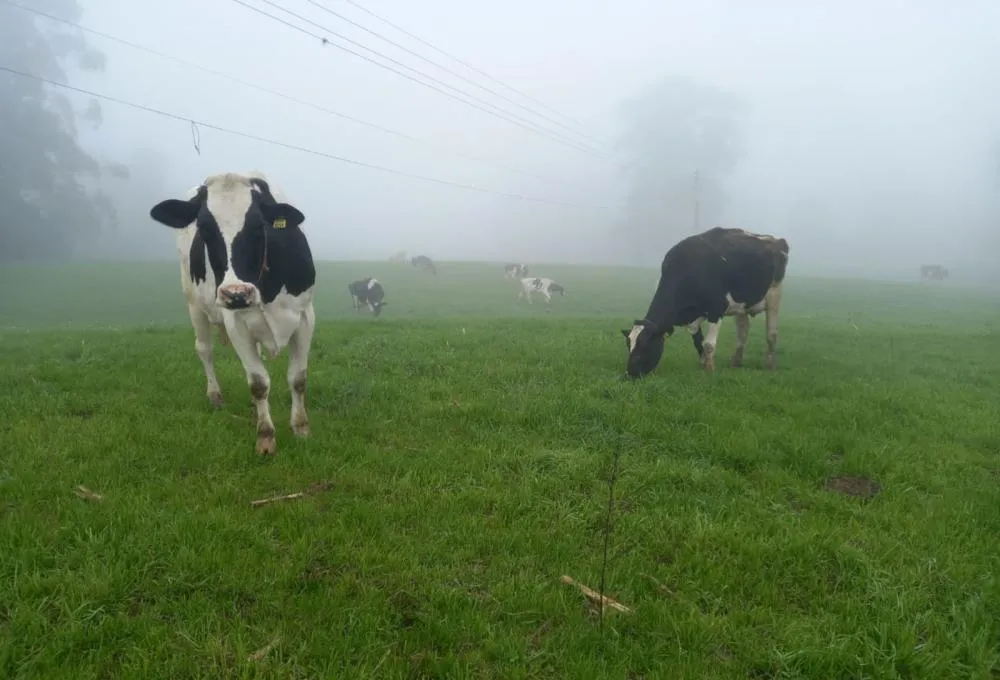 Segundo a Gadolando, propriedades não conseguem entregar produto e já faltam energia e alimento para animais em alguns locais . Foto Divulgação