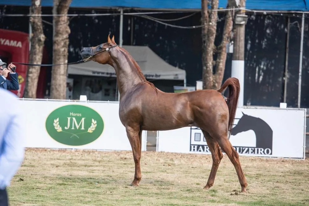 Campeã Égua Expo Bragança Paulista Divulgação/Rogério Santos