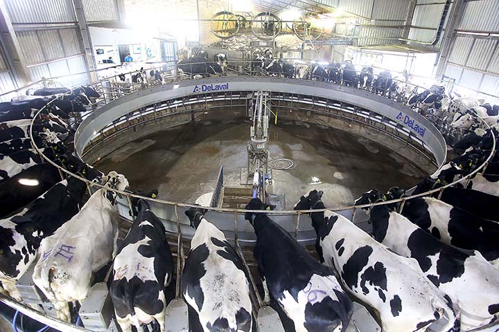 No Paraná, só em 2020, o preço do leite subiu 51% em relação ao ano passado, reproduzindo um efeito cascata sobre o preço dos derivados como queijos, iogurtes e cremes para os consumidores. 