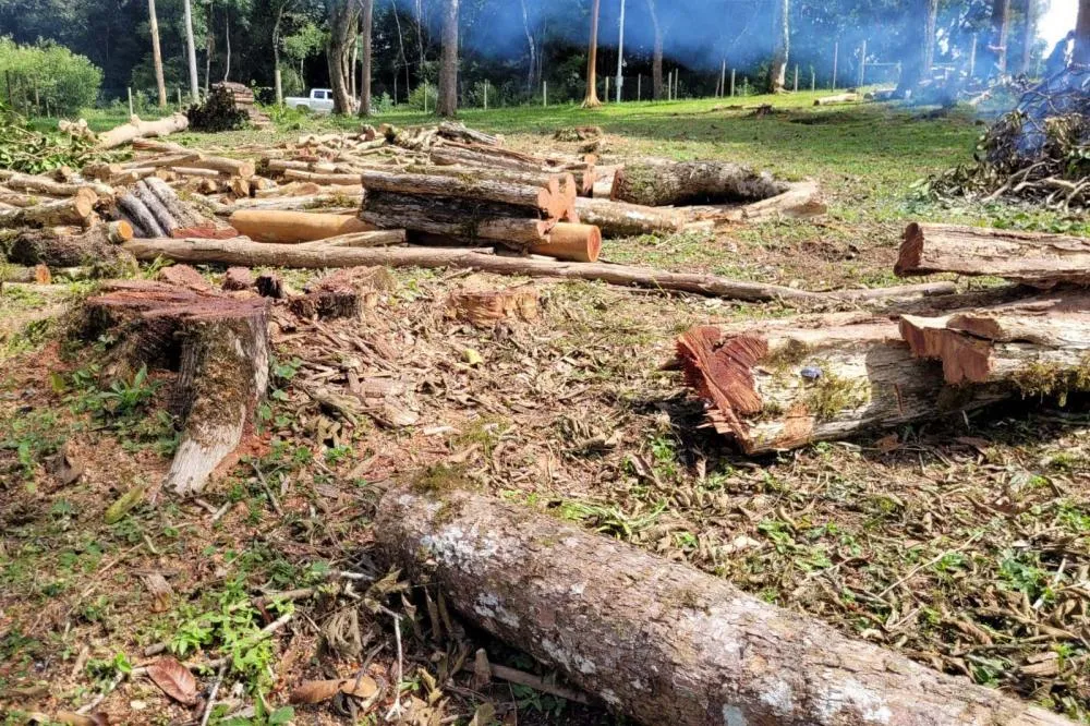Operação de fiscalização remota aplicou R$ 5,9 milhões em multas por desmatamento ilegal no Paraná. Foto: IAT