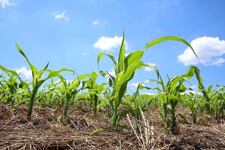 A semeadura do milho atingiu 78% da área estimada de 360 mil hectares. As condições das lavouras permanecem estáveis, com 85% delas consideradas boas. Foto AEN.