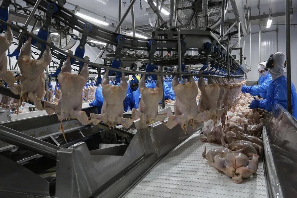 Maior exportador de carne de frango do Brasil, o Paraná embarcou 196,7 mil toneladas em abril, número 5,9% maior do que o total registrado no mesmo período comparativo. Foto: Jonathan Campos/Secom
