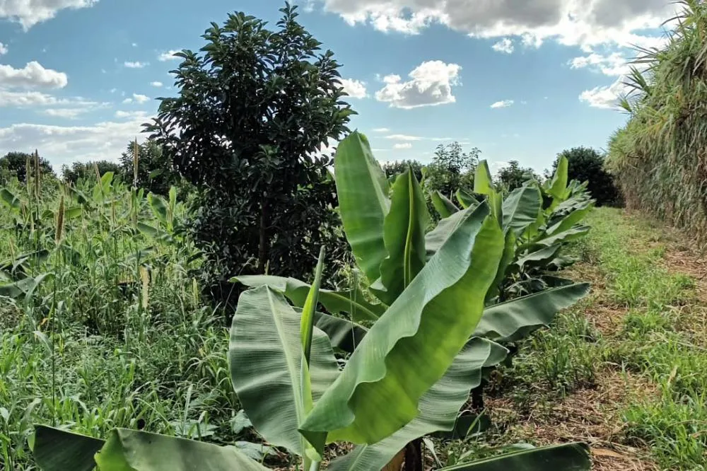 Com tecnologia, lucro com a banana supera renda com a soja em Novo Itacolomi Foto: IDR