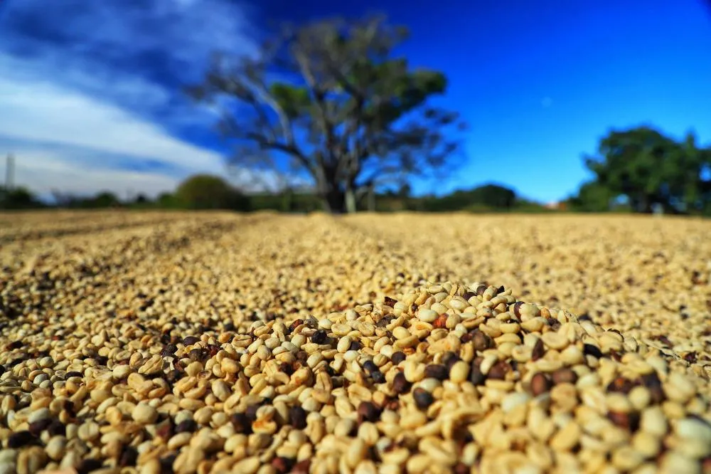 Paraná pode produzir até 750 mil sacas de café em 172 municípios em 2024, aponta boletim Foto: José Fernando Ogura/Arquivo AEN