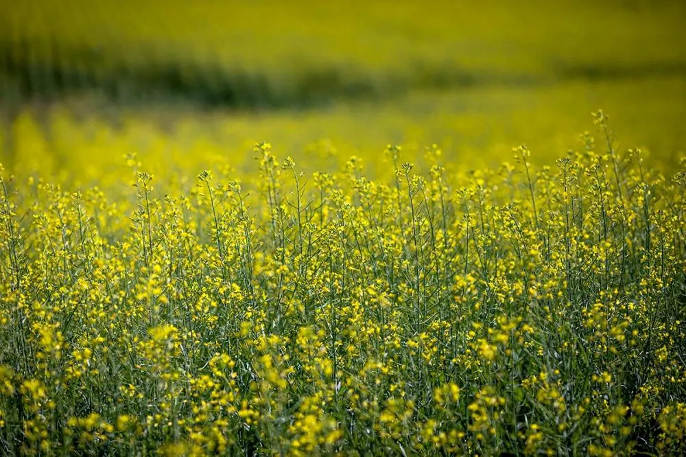 Mundo produz 25 milhões de toneladas e o Brasil somente 135 mil toneladas. Foto CNA