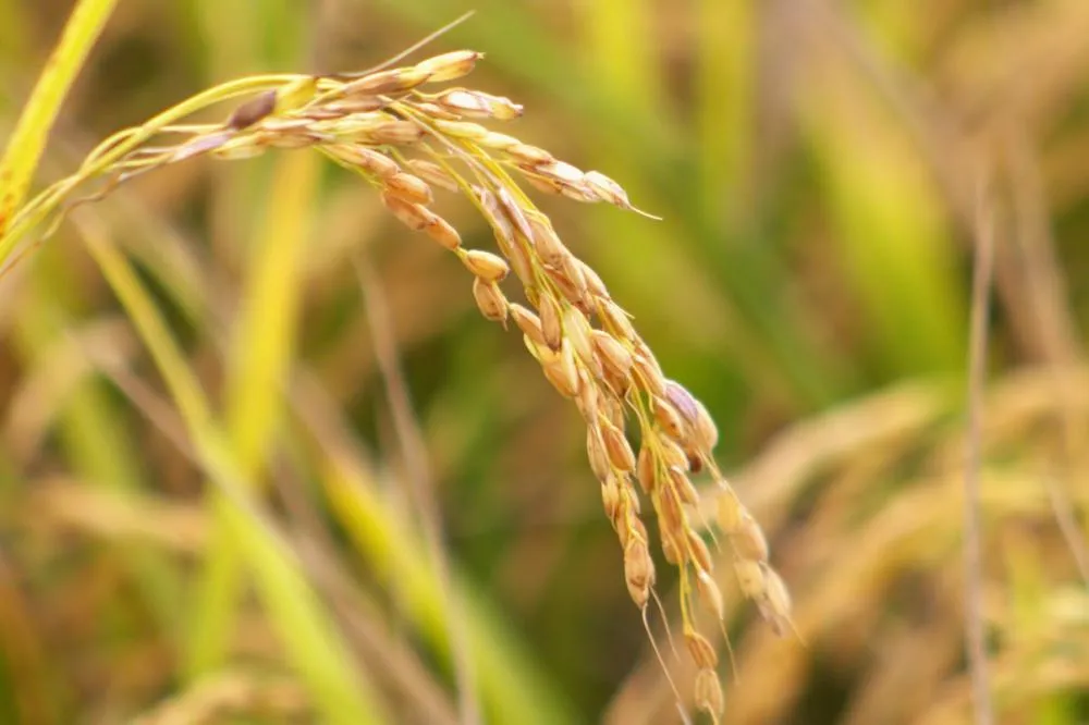 Apesar das inundações do RS, arroz produzido no Brasil será suficiente para abastecimento de toda a população. Divulgação