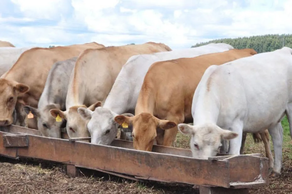 Mapa institui Grupo de Trabalho para avançar na Rastreabilidade de Bovinos e Bubalinos. Foto Toninho Anhaia