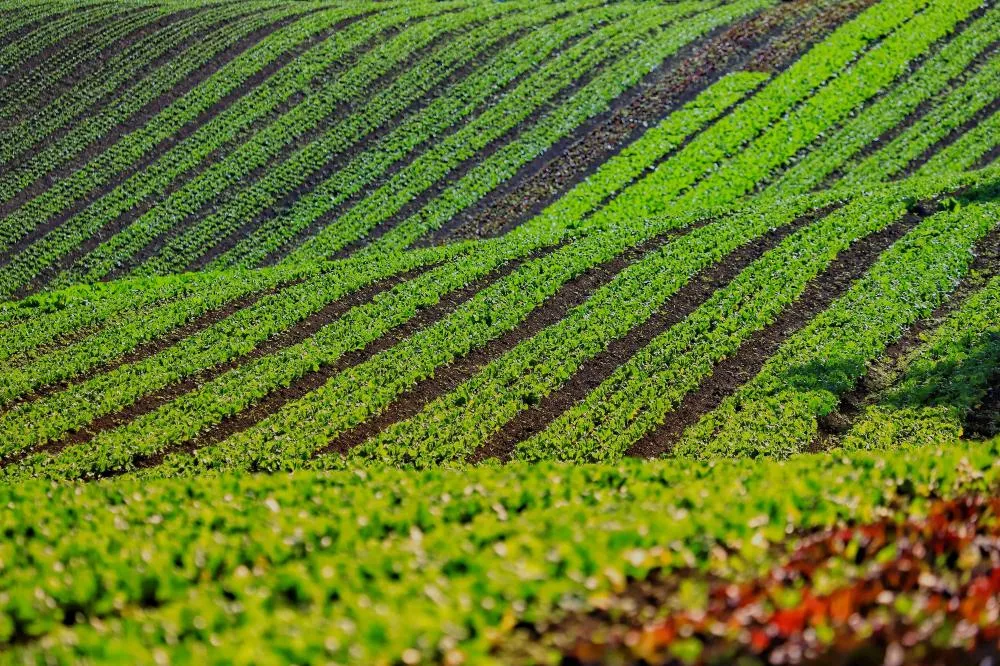 Com foco na produção orgânica, Estado lança aplicativo para auxiliar agricultores Foto: José Fernando Ogura/Arquivo AEN