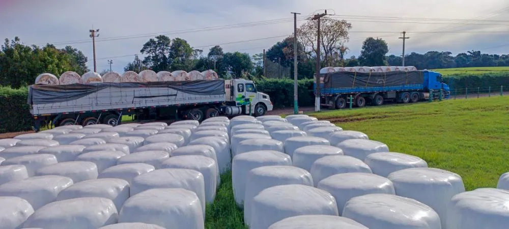 A FAESC mobilizou os Sindicatos Rurais catarinenses para encaminhar dezenas de carretas com feno e pré-secado para nutrição do rebanho. (Foto: Divulgação).