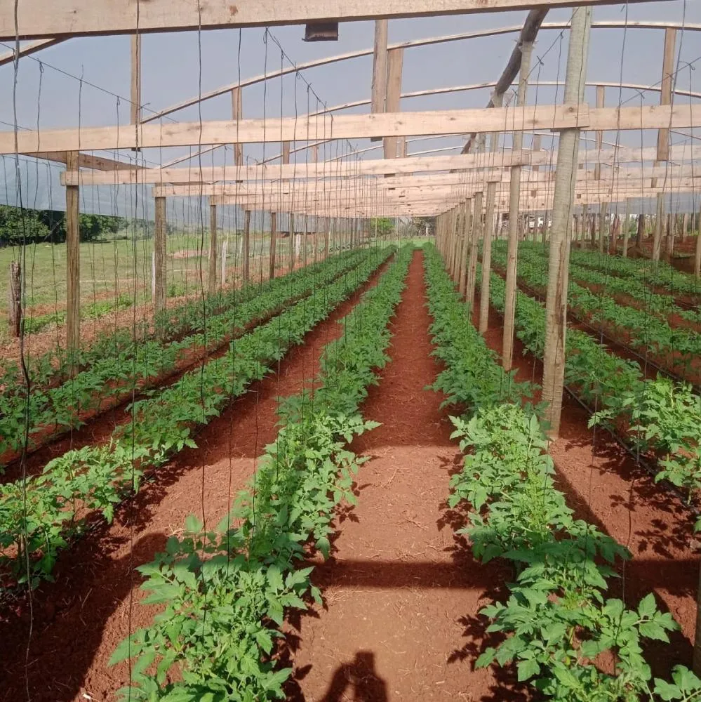 A amília de Elenir produz 40 toneladas de tomate por ano. Fotos IDR-Paraná