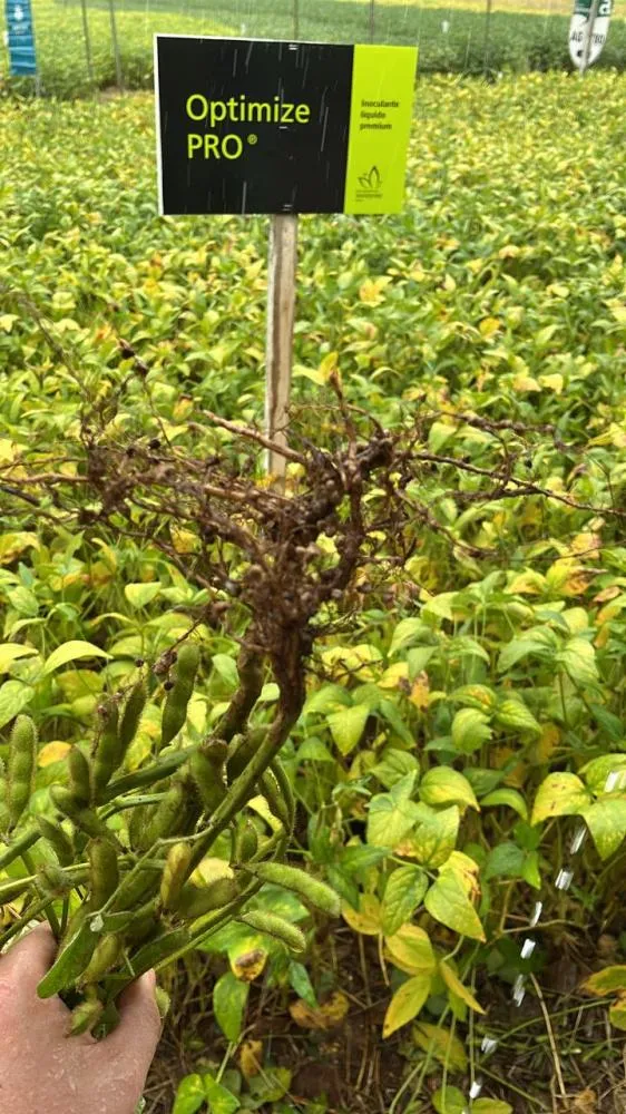 Foto Eduardo Luiz Facin Representante Técnico de Vendas 4 Planta inoculada em área de demonstração