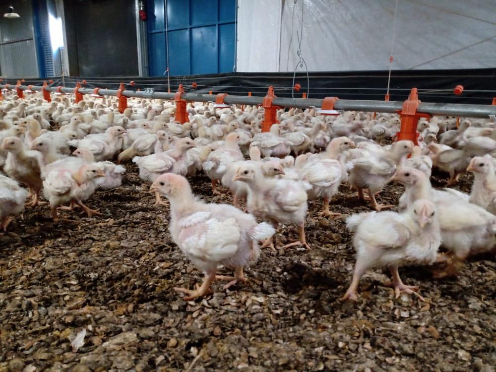 O butirato de sódio também atua na manutenção da integridade da barreira intestinal e, em consequência, proporciona maior eficiência alimentar e ganho de peso.