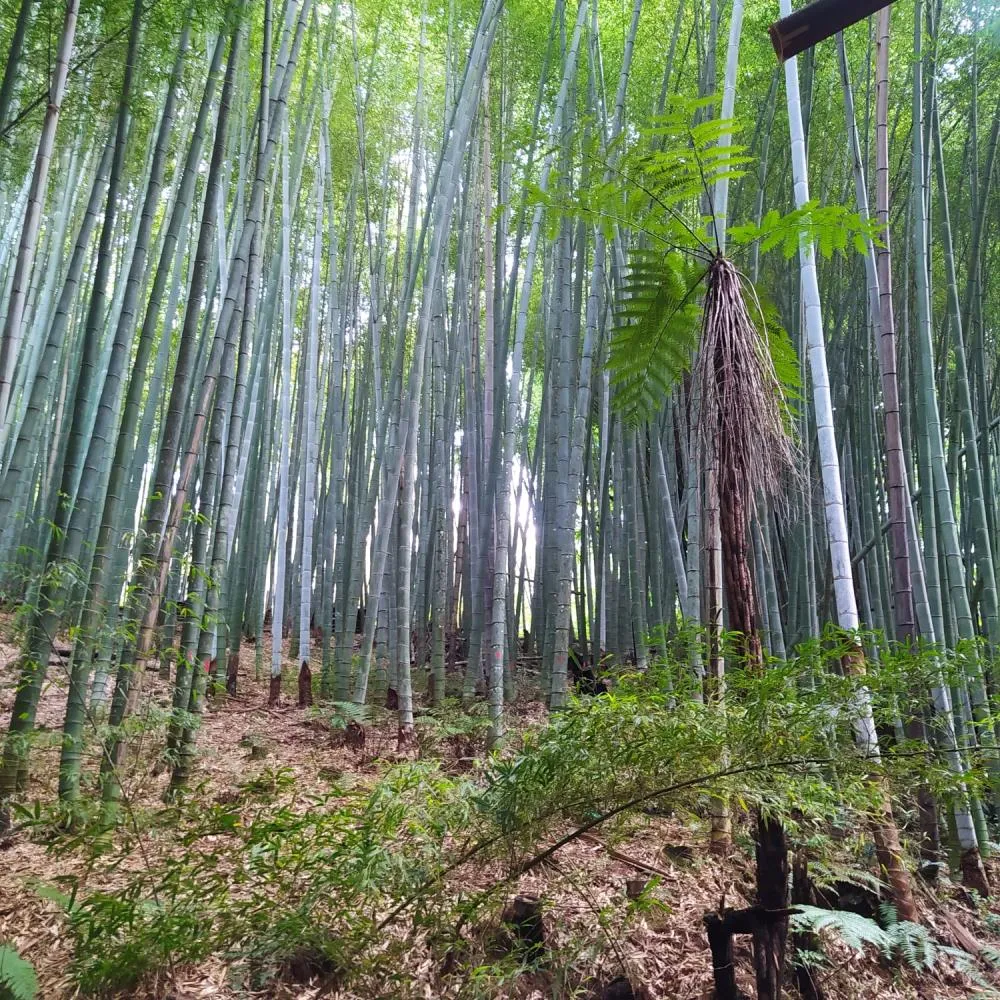 O caráter renovável e os usos múltiplos fazem do bambu uma excelente alternativa para agricultores familiares. Foto IDR-Paraná