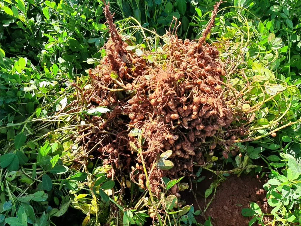 Alimento típico em festas juninas, amendoim tem maior área plantada no Paraná em 12 anos. Foto IDR-Paraná.