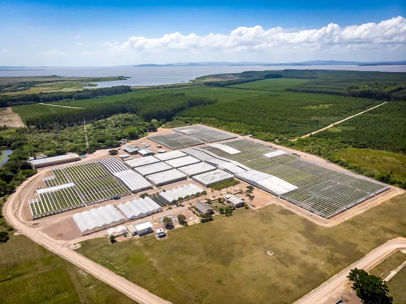 Viveiro de mudas de eucalipto da CMPC no RS Crédito: Fabiano Panizzi 