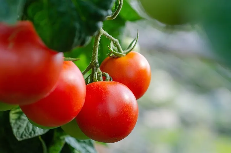 Pesquisa e inovação agregam mais eficiência aos novos fertilizantes que chegam ao mercado, como o Booster Pro, lançamento da Agrichem. 