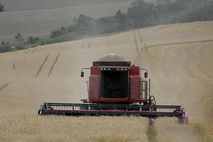 O estado do Paraná, maior produtor brasileiro de trigo, projeta uma safra recorde, entre 3,2 e 3,3 milhões de toneladas colhidas em 2020 - um aumento de 76% em relação ao ano passado. Foto Toninho Anhaia.