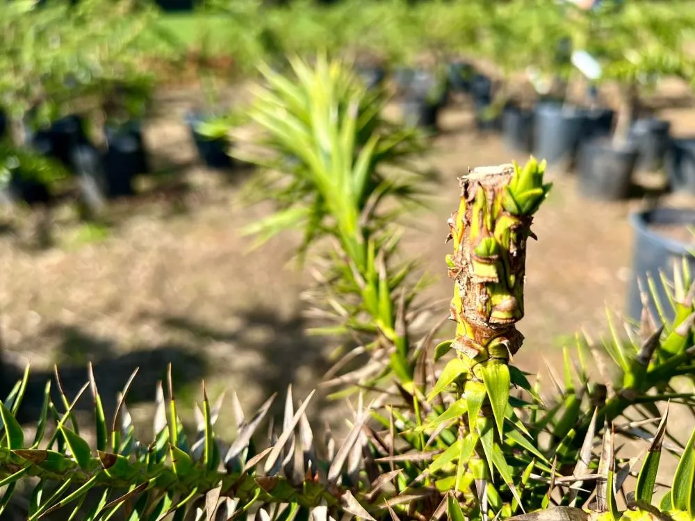 Técnica de enxertia permite desenvolvimento precoce de mudas clonadas de árvores superprodutivas. Fotos Emanoelle Wisnievski