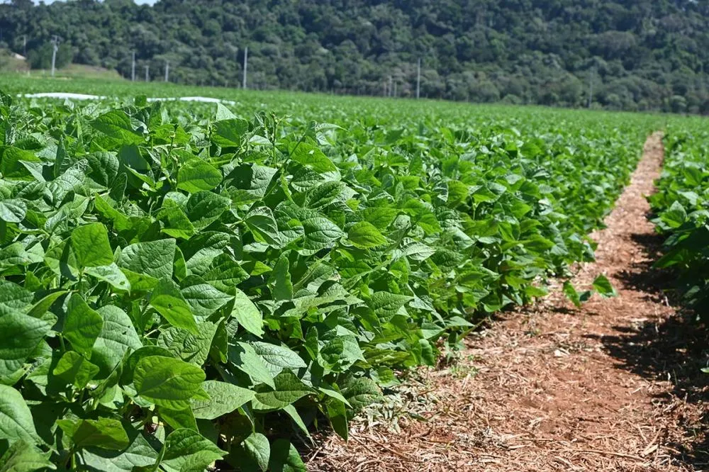 IDR-Paraná capacita 60 técnicos para impulsionar feijão. Treinamento intensivo visa fortalecer a competitividade e a sustentabilidade da cultura no estado. Foto Toninho Anhaia