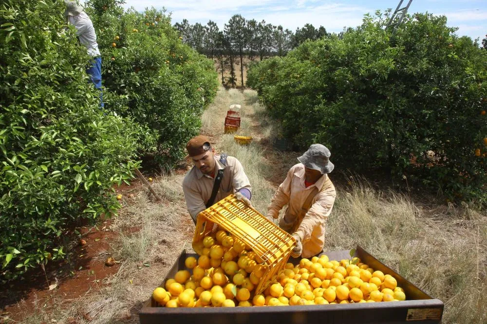 Governo prorroga emergência fitossanitária de combate à doença que ataca citricultura Foto: Jaelson Lucas/Arquivo AEN
