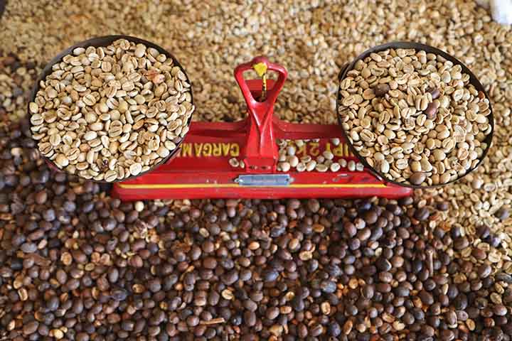 O café especial do Norte Pioneiro tem Identificação Geográfica (IG) e é reconhecido mundialmente pela qualidade.