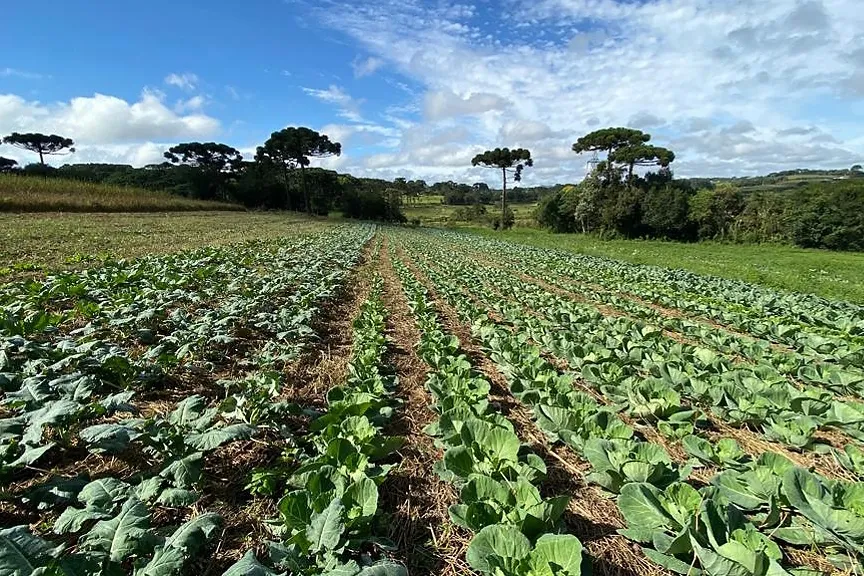 Prêmio Orgulho da Terra 2024 inclui as boas práticas da Hortifruticultura entre as categorias da quarta edição Foto: IDR-Paraná