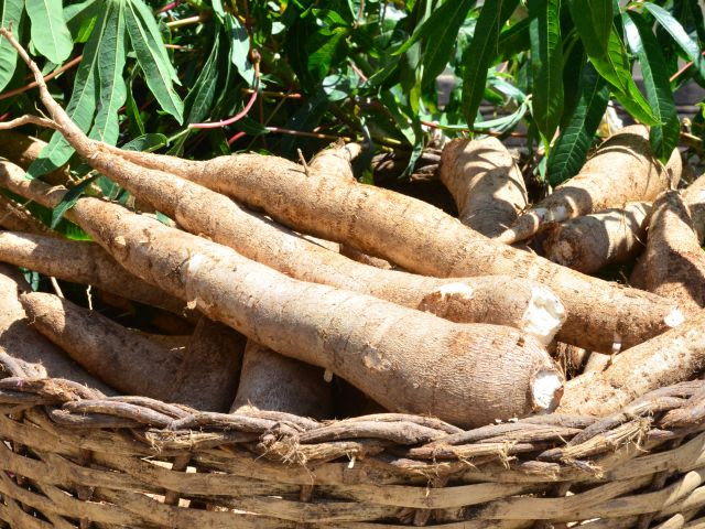 A publicação traz orientações para melhorar a fertilidade do solo e a produtividade das lavouras de mandioca