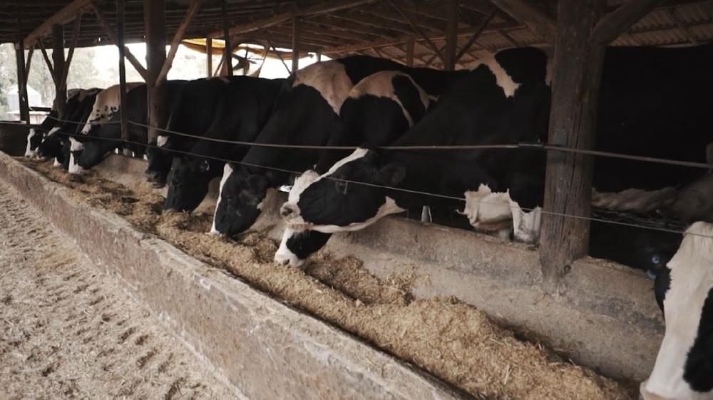 As estratégias de manejo na produção de silagem e pastagem de trigo e os novos cenários para a pecuária de leite e de corte visando a produção de alimento durante o inverno são os temas do 1º Dia de Cocho Digital.