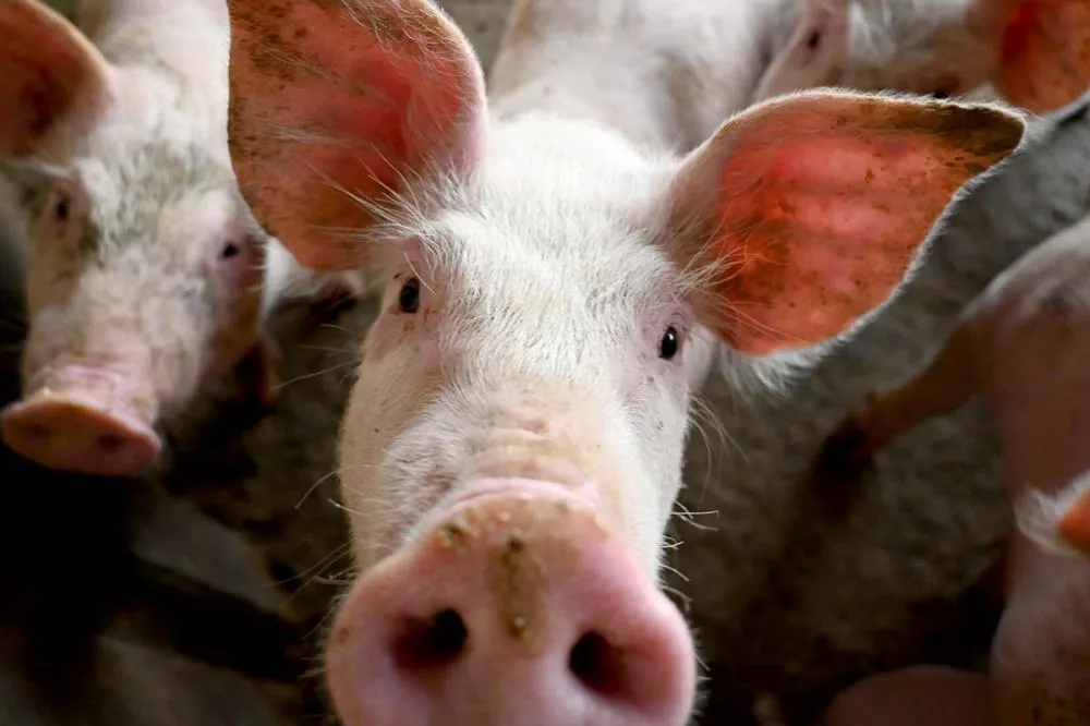 No levantamento por estado, Santa Catarina segue como principal exportador de carne suína do Brasil, com 337 mil toneladas embarcadas entre janeiro e junho.