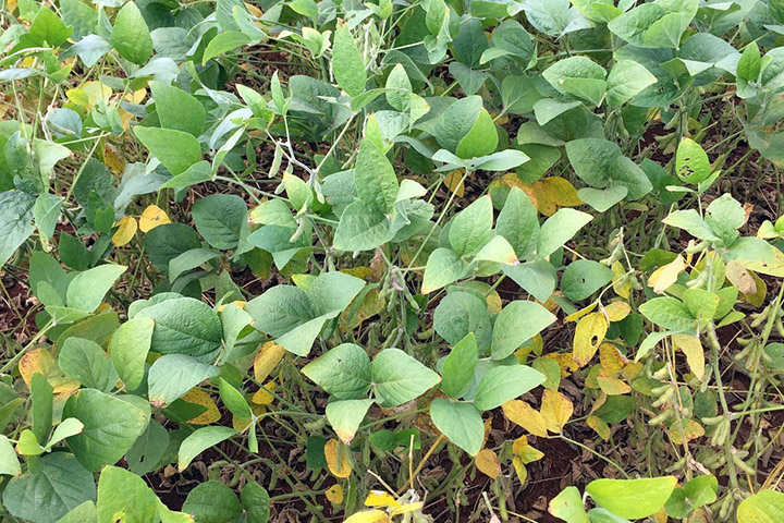Pesquisa na Universidade Estadual de Londrina (UEL) uniram as áreas de Agronomia e Ciência da Computação e criam Inteligência Artificial para atender demandas do agro.