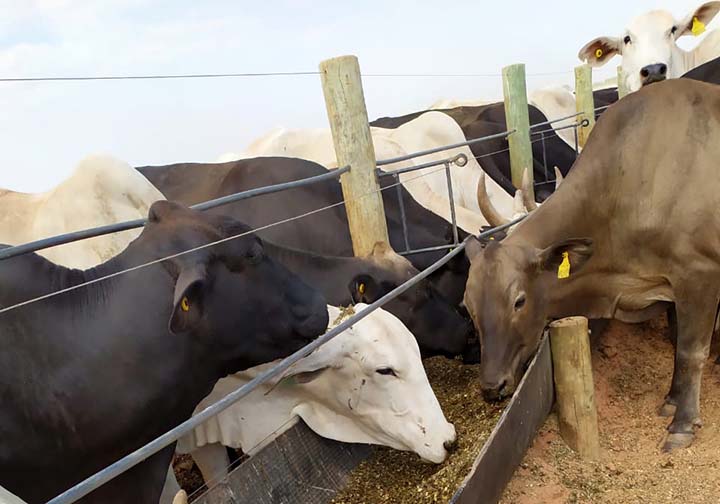 Volumoso no cocho, usado em diversas categorias de animais em fazenda no interior de Goiás; (Foto: Equipe Latina Sementes)