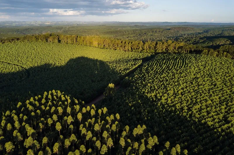 Plantio em mosaico nas florestas da Klabin no Paraná