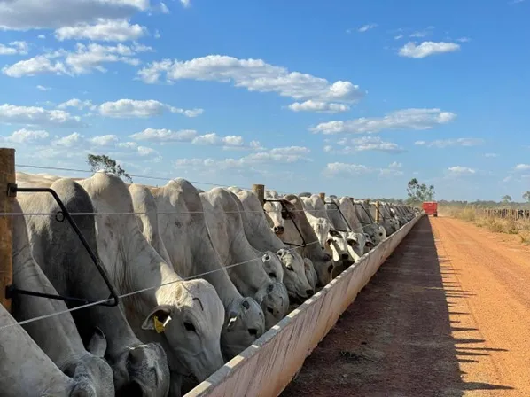 Atenção à nutrição de qualidade e à montagem de infraestrutura são essenciais