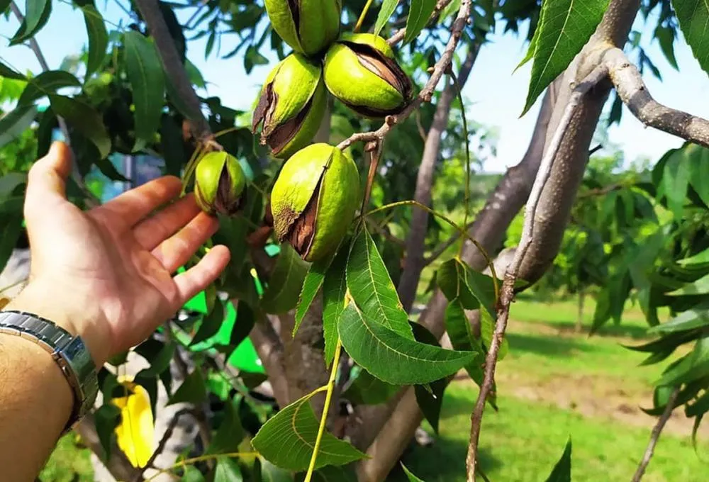 Foto: Brasil P30 Divulgação