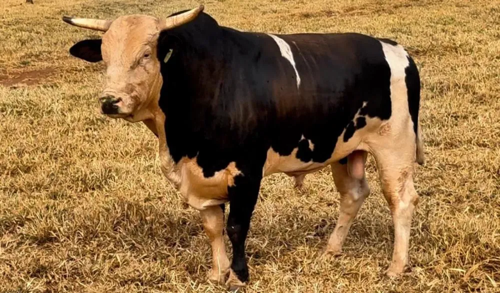 Acesso Negado ainda não tem um oponente escalado para o Desafio do Bem, mas enfrentará um cowboy norte-americano, conforme divulgado pela organização da Festa do Peão de Boiadeiro de Barretos. Fotos divulgação