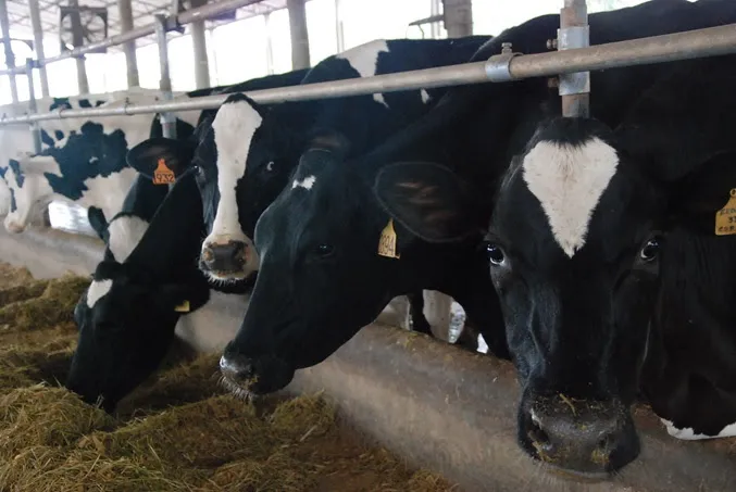 Foram trabalhados pela Frísia três pilares para alcançar esse desempenho: nutrição, genética e sanidade dos rebanhos. Crédito da foto: Ana Paula Scorsin.