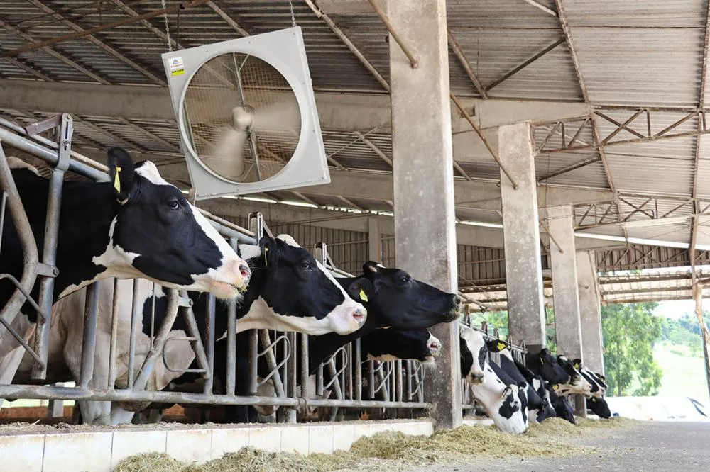 Consolidada nos setores de aves e suínos, empresa aposta em soluções de climatização e automação para o rebanho de leite; com o propósito de melhorar ainda mais os índices de produtividade e a lucratividade dos produtores