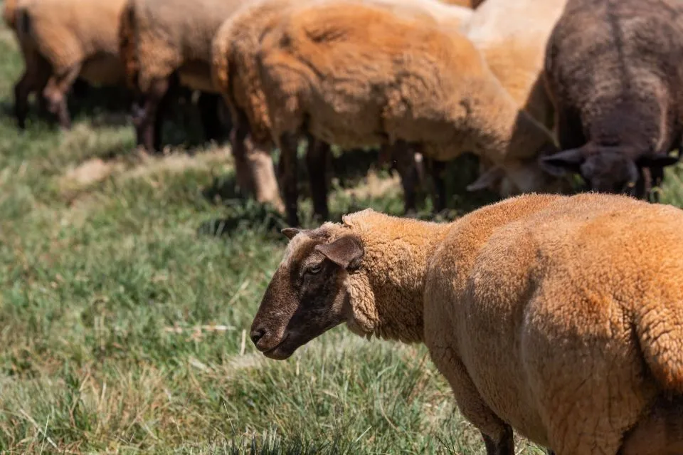 A ovinocultura catarinense, seja de carne ou de leite, ainda é um setor incipiente, mas começa a se mobilizar para enfrentar seus grandes problemas e tem encontrado forte apoio de entidades. (Foto: CNA)