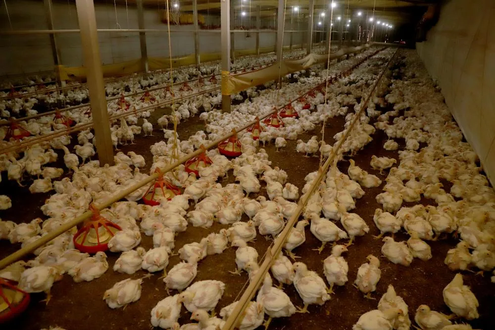 Produção de frango para corte. Toledo 06-2021. Foto: Ari Dias/AEN.