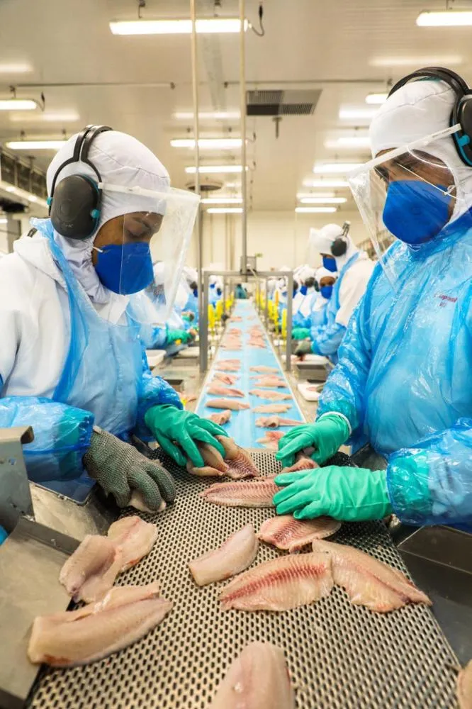 O presidente da Peixe BR destaca que os indicadores do Centro de Estudos em Economia Aplicada (Cepea) têm apontado tendência de recuperação nos preços da tilápia das principais praças do Brasil, especialmente nas últimas semanas de agosto