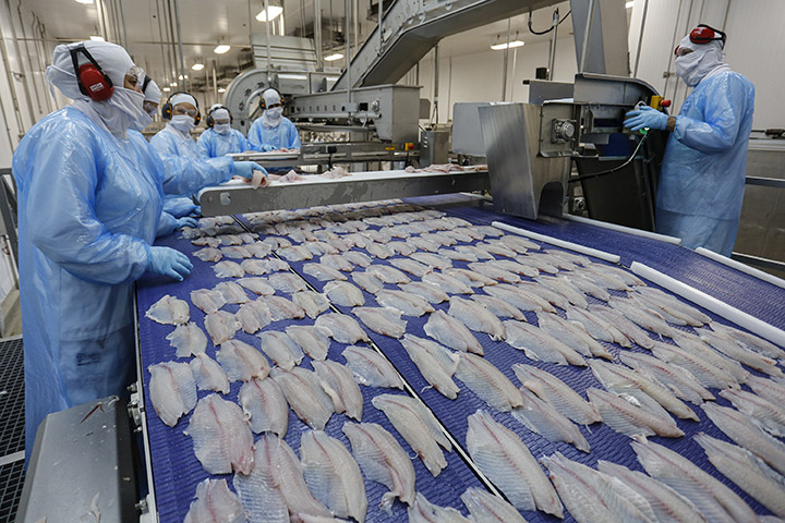 O Paraná está exportando o pescado para os Estados Unidos. Depois de abatida, a tilápia paranaense pode ser encontrada 48 horas depois nas gôndolas de supermercados de Miami. Fotos Jonathan Campos / AEN