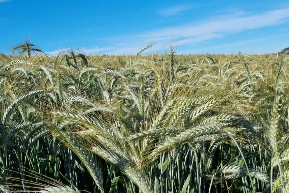 Triticale e trigo: IDR-Paraná vai apresentar duas novas cultivares de inverno em Londrina Foto: IDR Paraná
