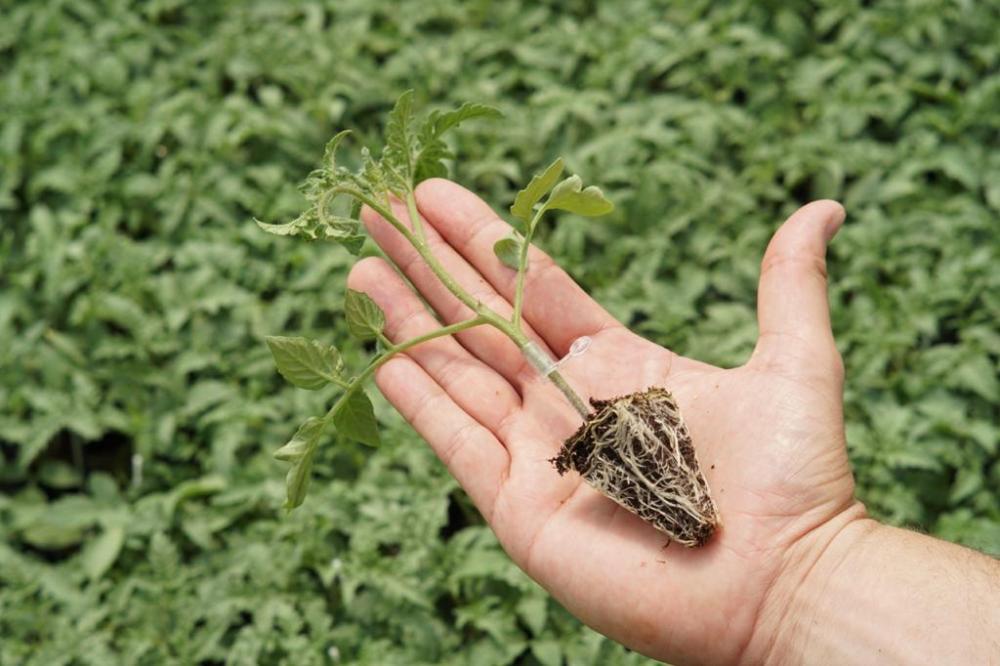 A tecnologia pode gerar até 30% de aumento de produtividade no cultivo do tomate e também maior porcentagem de frutos de melhor classificação, contribuindo para a rentabilidade do agricultor.