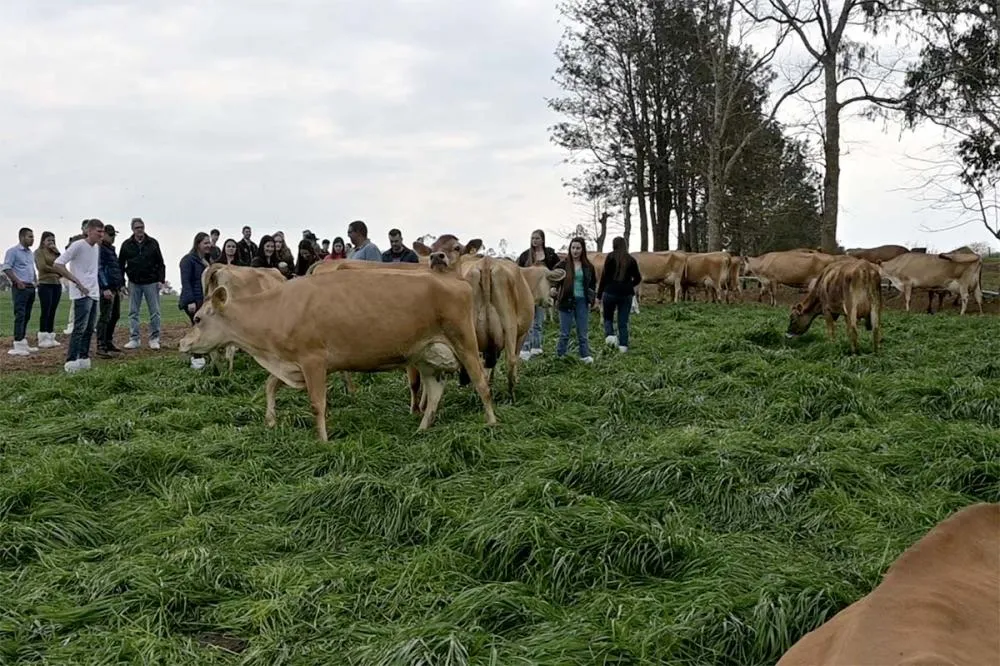 No Agroleite 2024, realizado em Castro, a Rota do Leite se destaca como uma das principais atrações, oferecendo ao público uma imersão nas práticas de pecuária leiteira da região. Foto Toninho Anhaia.