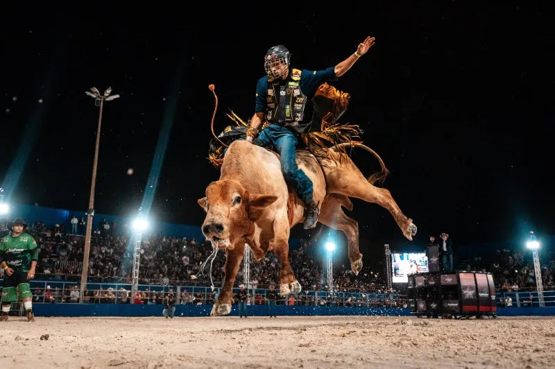 Touros que vão competir na final de Barretos pela PBR Brazil recebem tratamento de atletas de alta performance (Crédito da foto PBR Brazil)