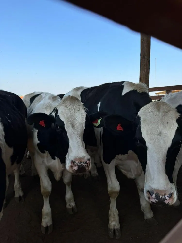 A unidade iniciou as atividades no dia 25 de março deste ano e está atualmente com 469 bois formados por machos holandeses e cruzamento de angus com holandês (Crédito: Monique Niens).