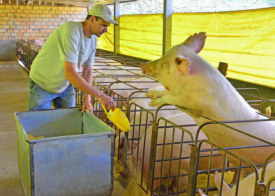 Os resultados das pesquisas ampliam o mercado para cereais de inverno, que ocupam cerca de 20% da área potencial de cultivo e se apresentam como alternativas na formulação de rações para suínos e aves. Foto: Lucas Scherer
