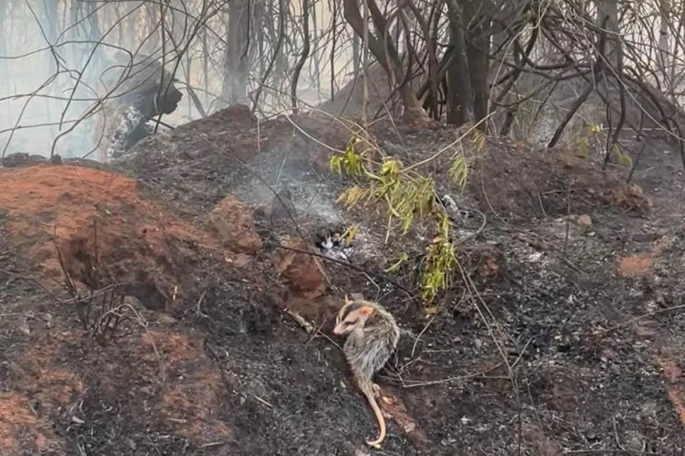 IAT preparou um guia orientativo para ajudar a população a agir com a fauna silvestre vitimada pelos focos de incêndio Foto: IAT-Cianorte