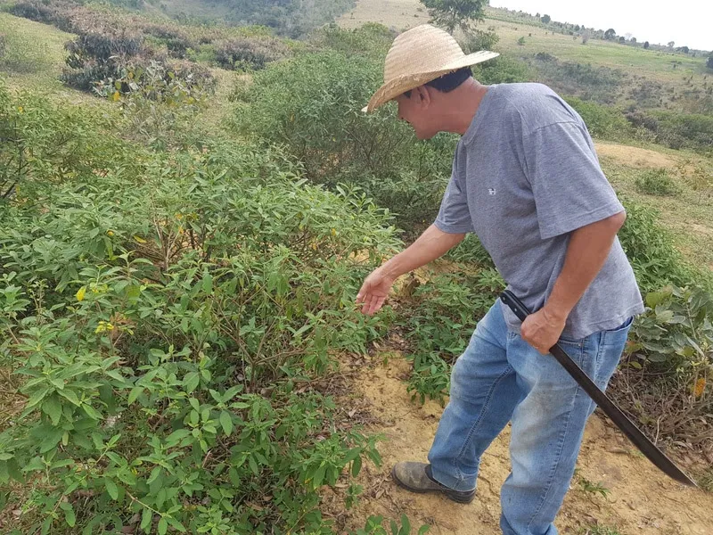 Agricultor ao lado da planta que deixou de ser considerada invadora para se tornar um apoio para a renda para as familias (Divulgação Veracel)