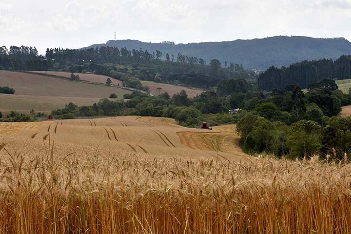 O relatório mostra ainda que a produção de trigo apresenta um recuo em relação às expectativas iniciais, mas ainda assim será a maior produção no Estado nos últimos três anos. Foto Toninho Anhaia.